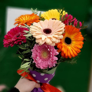 Комплимент из гербер